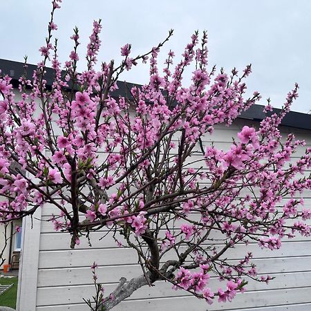 Maironio Apartamentai Palanga Esterno foto