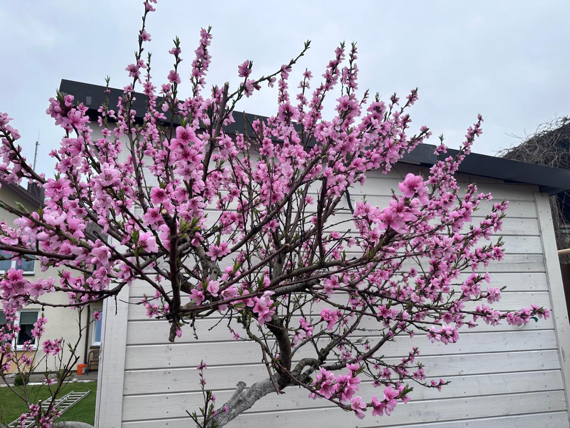 Maironio Apartamentai Palanga Esterno foto